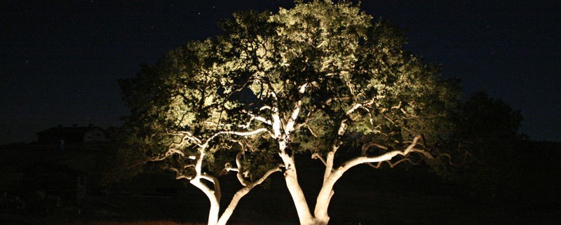 نورپردازی دو درخت تنها در فضای سبز